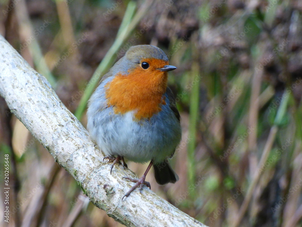 British Robin British Robin