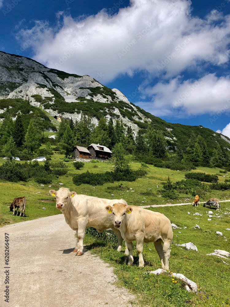 Alpine cows in the mountains