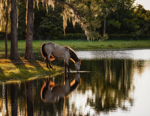 Horse drinking from pond at sunset.