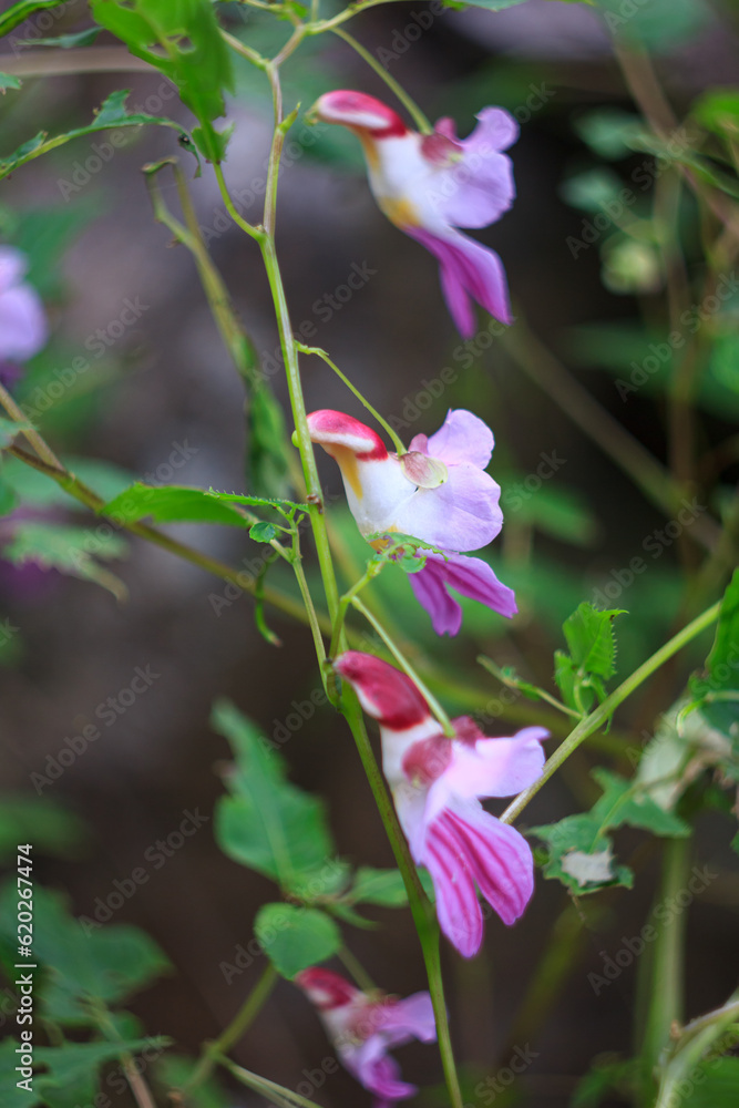 Closeup nature view of Parrot Flower, Chiang Dao Wildlife Sanctuary, Chiang Mai, Thailand Closeup nature view of Parrot Flower, Chiang Dao Wildlife Sanctuary, Chiang Mai, Thailand