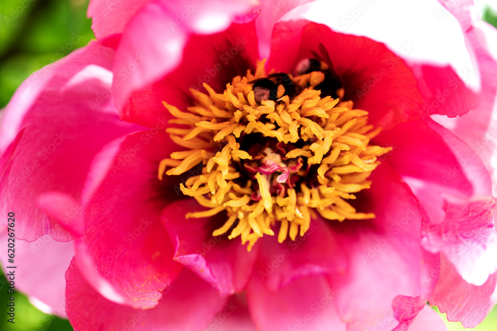 lush pink peony close-up. Spring flowers, peony in the garden lush pink peony close-up. Spring flowers, peony in the garden