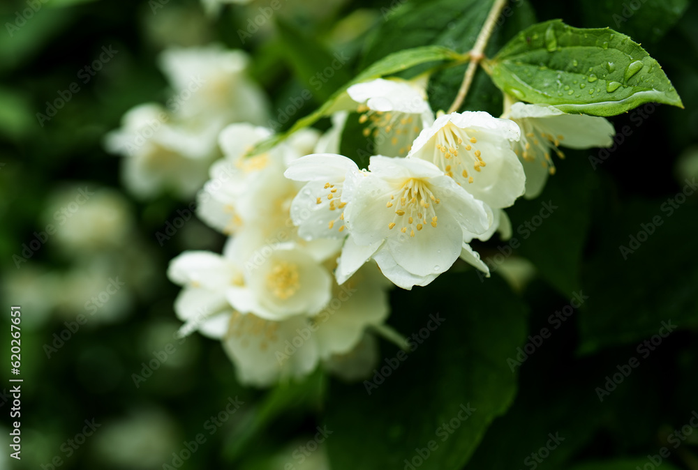 Blooming jasmine in the garden, selective focus. white spring flowers Blooming jasmine in the garden, selective focus. white spring flowers