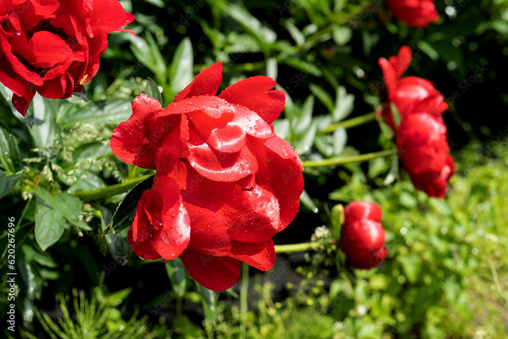 lush red peonies close-up. Spring flowers, peony in the garden. red peonies grow near the garden path lush red peonies close-up. Spring flowers, peony in the garden. red peonies grow near the garden path