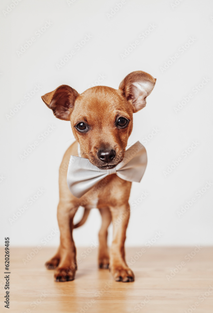A Chihuahua puppy dog standing on a wooden floor, adorned with a big elegant white bow tied around its neck.