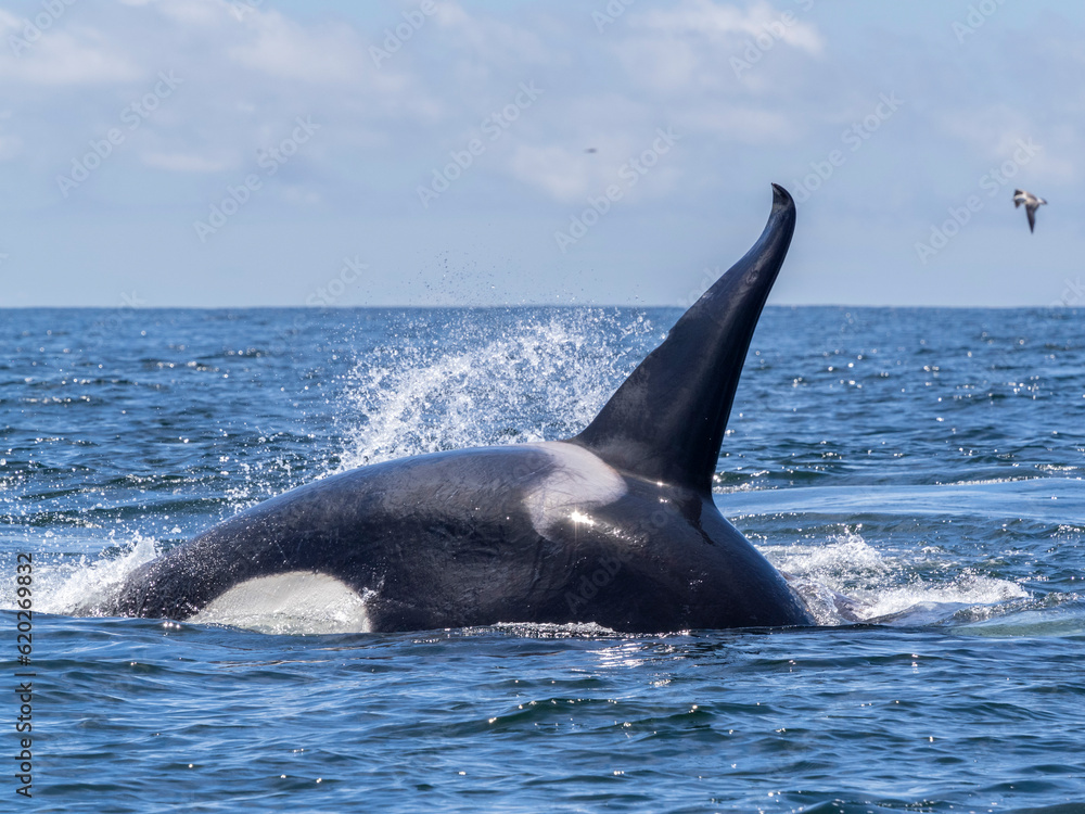 A pod of transient killer whales (Orcinus orca), feeding on a gray whale calf carcass in Monterey Bay Marine Sanctuary