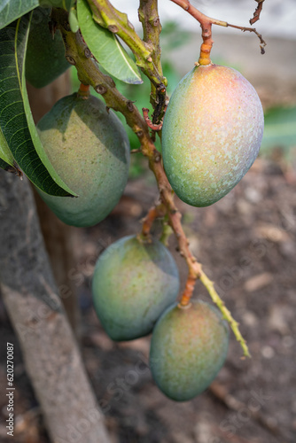 Close up of a mango fruit ripening on tree, an edible fruit produced by the tropical tree Mangifera indica. Believed to be native from southern Asia