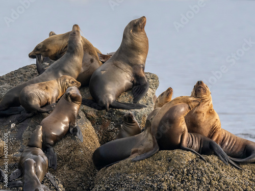 California sea lions (Zalophus californianus), hauled out in Monterey Bay National Marine Sanctuary photo