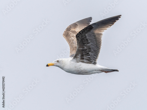 Juvenile California gull (Larus californicus), in flight in Monterey Bay Marine Sanctuary, Monterey