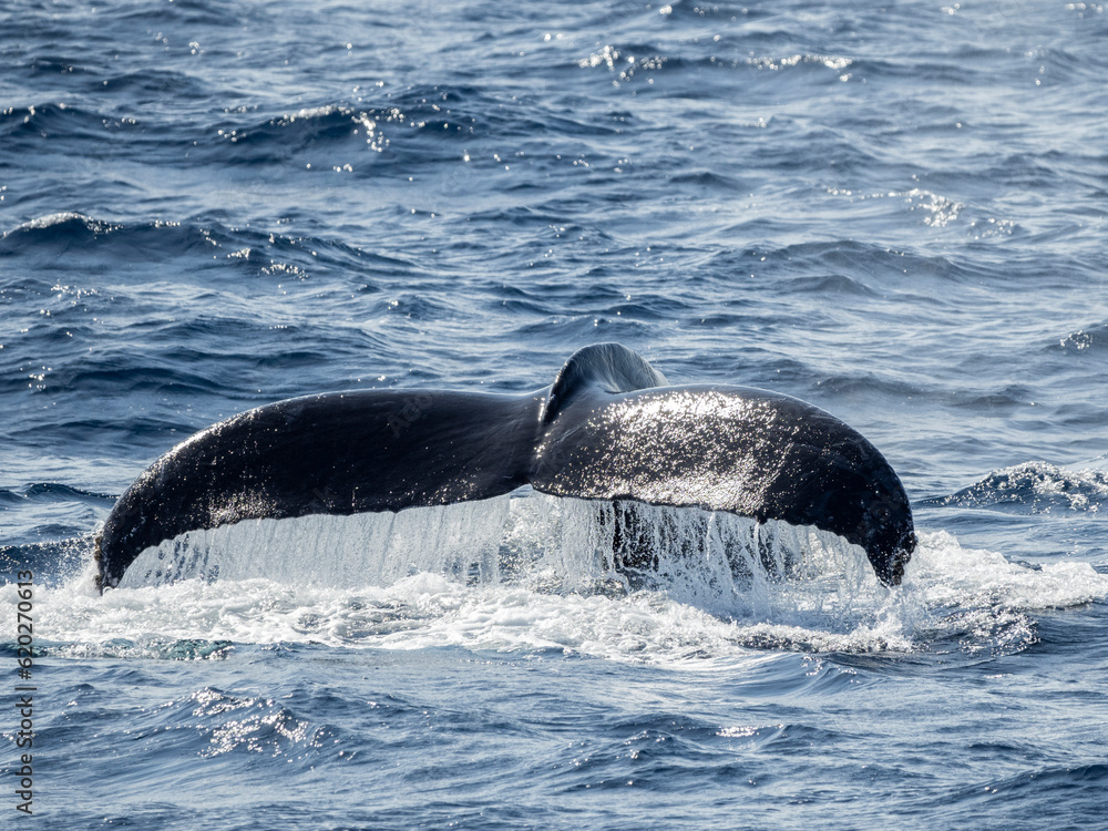 Fluke of adult male humpback whale (Megaptera novaeangliae), competition pod, San Jose del Cabo, Baja California Sur Fluke of adult male humpback whale (Megaptera novaeangliae), competition pod, San Jose del Cabo, Baja California Sur