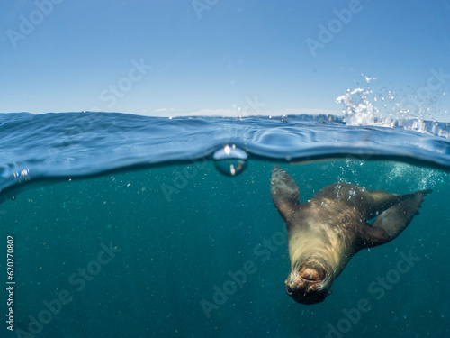 California sea lion (Zalophus californianus), underwater at Isla San Pedro Martir, Baja California photo