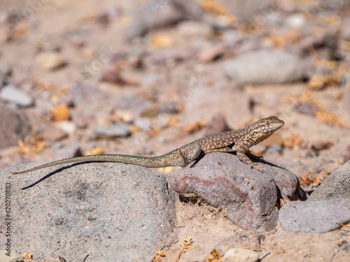 Common side-blotched lizard (Uta stansburiana), basking in the sun, Isla San Esteban, Baja California