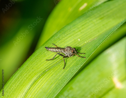 macro of a Machimus arthriticus fly photo