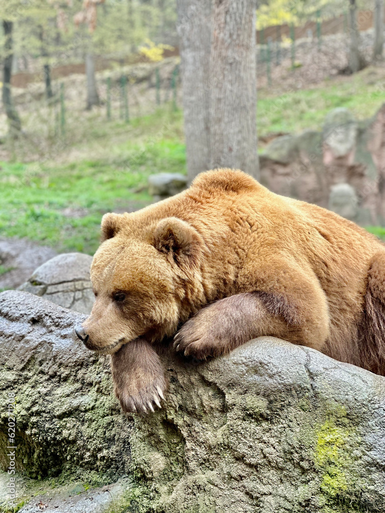 Fototapeta premium Sleeping brown bear