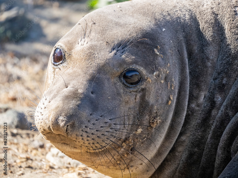 Young northern elephant seal (Mirounga angustirostris), head detail, Benito del Oeste Island, Baja California Young northern elephant seal (Mirounga angustirostris), head detail, Benito del Oeste Island, Baja California