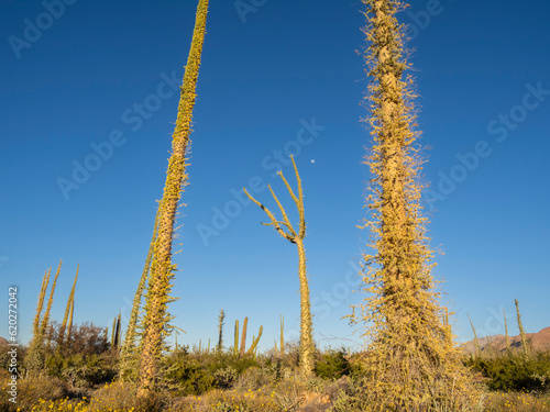 Boojum tree (cirio) (Fouquieria columnaris), in the Sonoran Desert, Bahia de los Angeles, Baja California photo