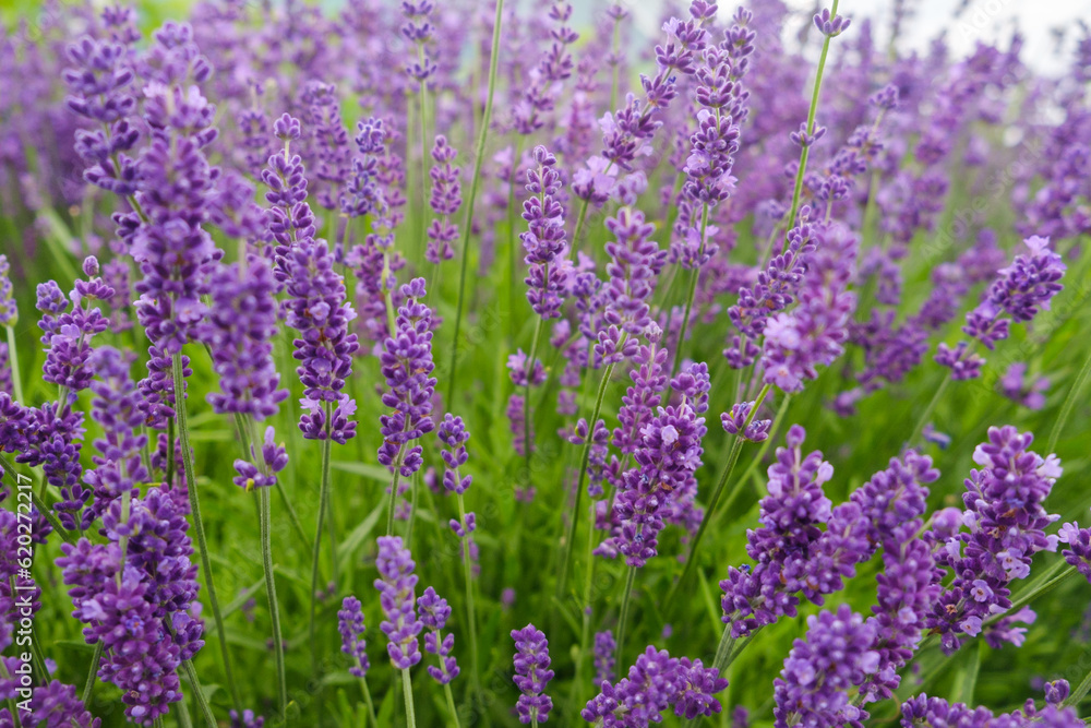 Soft focus flowers, beautiful lavender flowers blooming. Soft focus flowers, beautiful lavender flowers blooming.