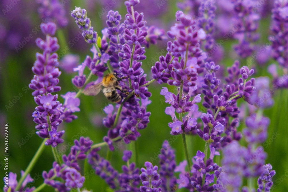 Soft focus flowers, beautiful lavender flowers blooming. Soft focus flowers, beautiful lavender flowers blooming.