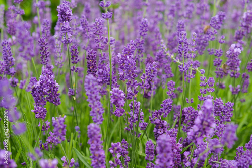 Soft focus flowers, beautiful lavender flowers blooming.