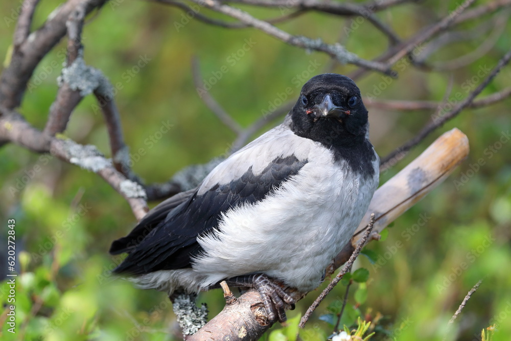 Corvus cornix. Chick Hooded Crow on a sunny summer day close-up Corvus cornix. Chick Hooded Crow on a sunny summer day close-up