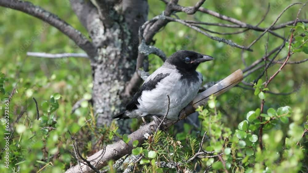 Chick Hooded Crow on a sunny summer day close-up Chick Hooded Crow on a sunny summer day close-up