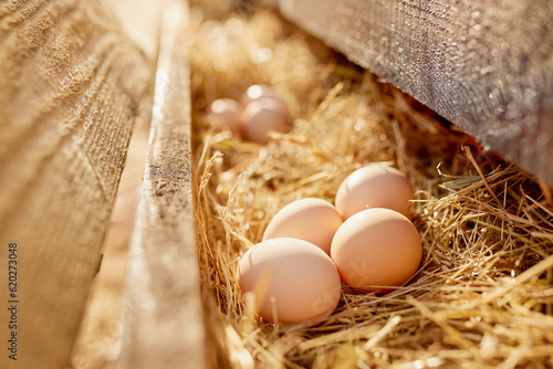 farmer collects eggs at eco poultry farm, free range chicken farm