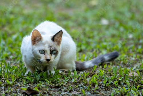 Gatinha branca de olhos azuis, com mancha escura no olho esquerdo e rabo malhado, em gramado na espreita de sua caça. photo