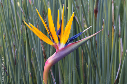 Bird of Paradise flower (Strelitzia reginae), Kirstenbosch, Cape Town photo