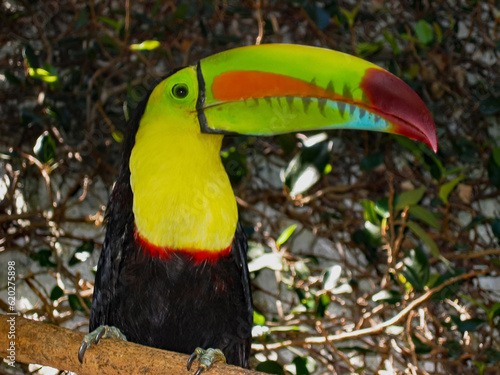 Toucan Multicolor