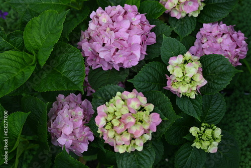 Wallpaper Mural pink hydrangea flowers on a bush as a background, green hydrangea branches with flowers  Torontodigital.ca