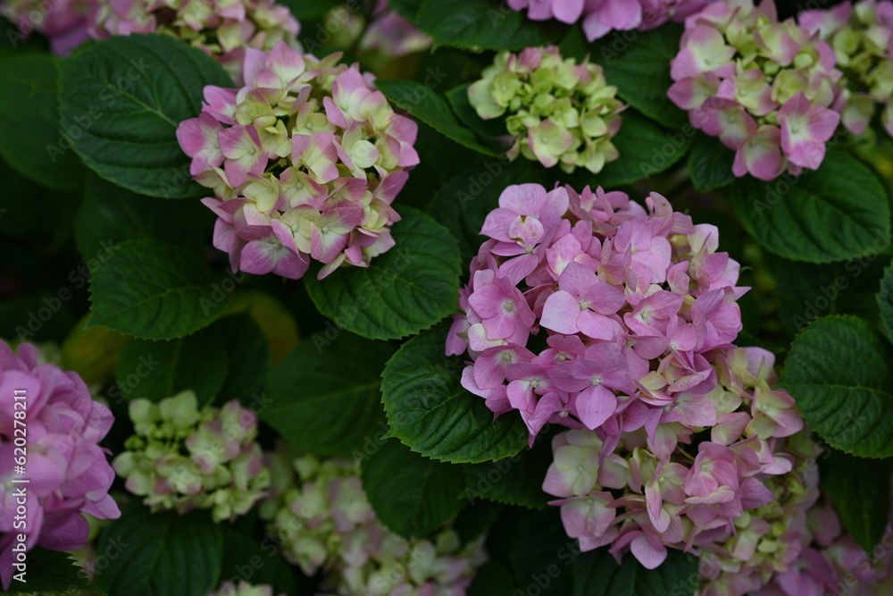 pink hydrangea flowers on a bush as a background, green hydrangea branches with flowers pink hydrangea flowers on a bush as a background, green hydrangea branches with flowers