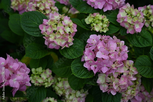 pink hydrangea flowers on a bush as a background, green hydrangea branches with flowers 