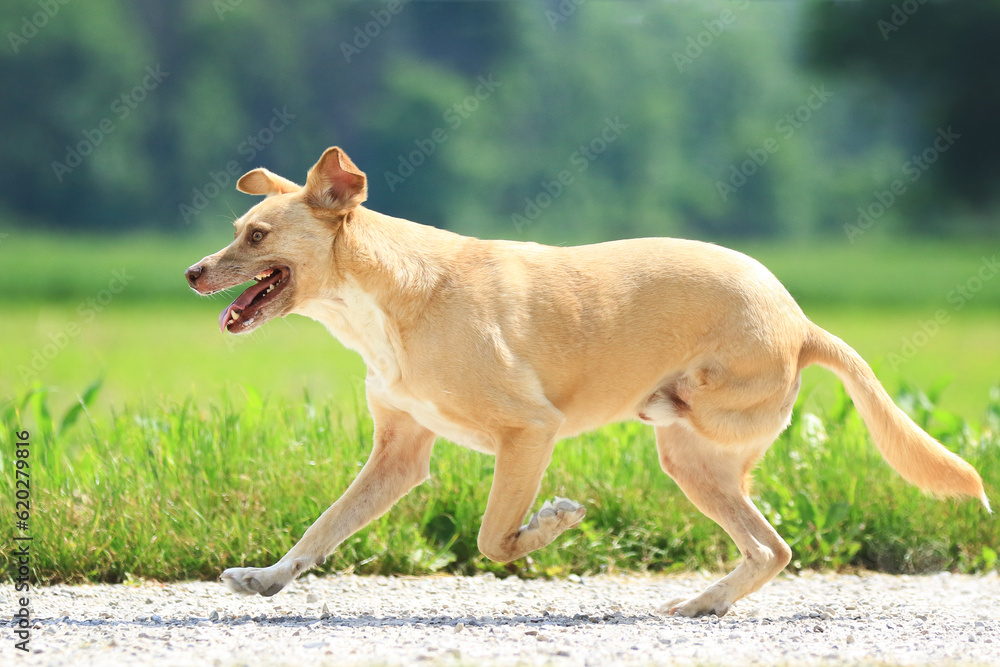 Hund mit drei Beinen läuft vor einem Feld