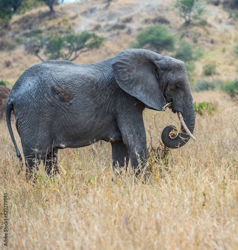 Baby Elephant facing right  with tusk curled in to eat dry grassland. Tusk visisible against a blurred dry background