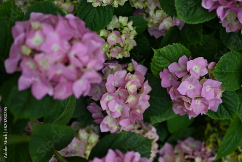 pink hydrangea flowers on a bush as a background, green hydrangea branches with flowers 