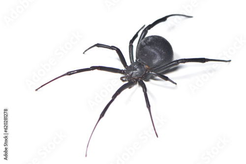 Closeup of the medically important black-widow spider Latrodectus dahli (Araneae: Theridiidae), a black velvet arachnid distributed in Asia, Europe and Africa, photographed on white background.
