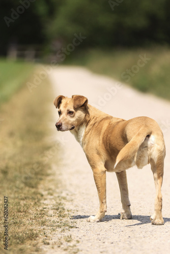 Hund mit drei Beinen alleine auf einem Weg am Feld