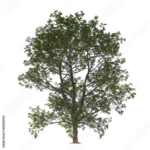 carya illinoinensis  The pecan  pecan  light for daylight  easy to use  3d render  isolated