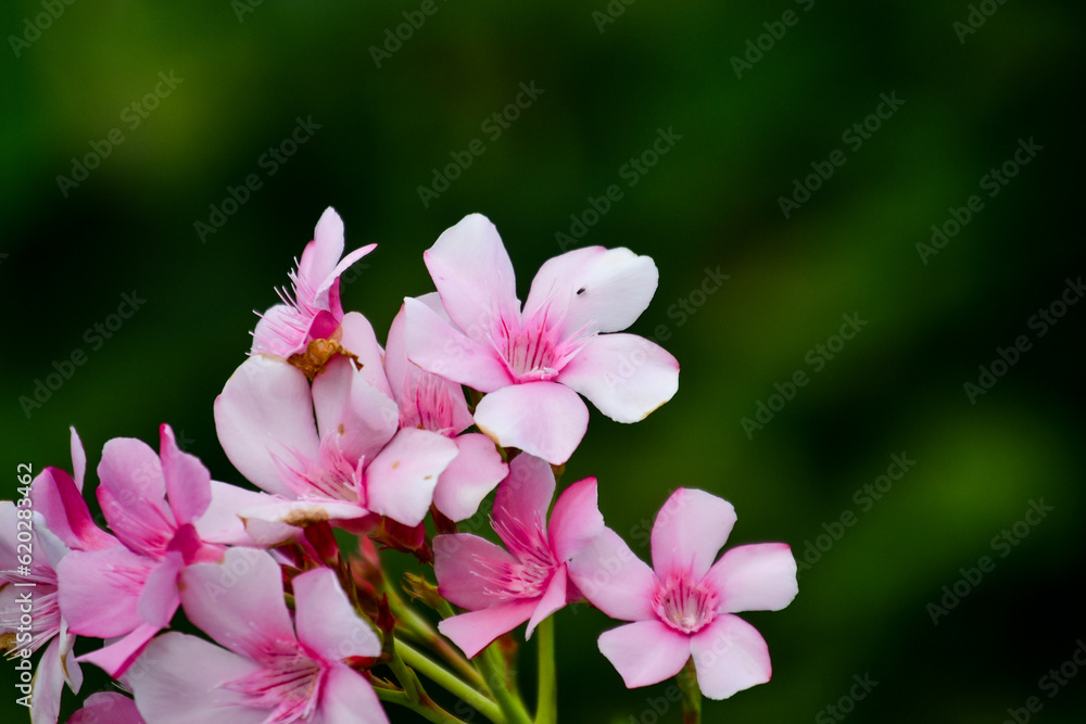 Fototapeta premium pink and white flowers