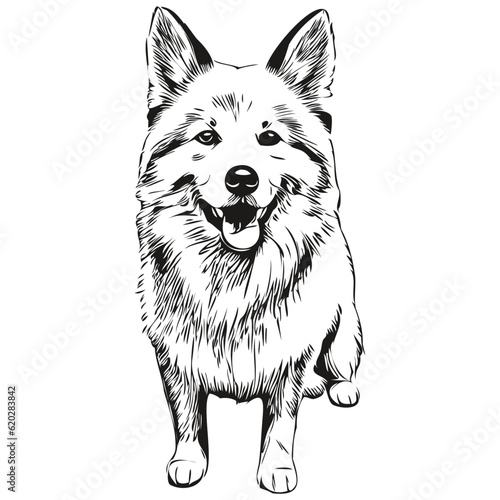 American Eskimo dog hand drawn logo drawing black and white line art pets illustration realistic breed pet