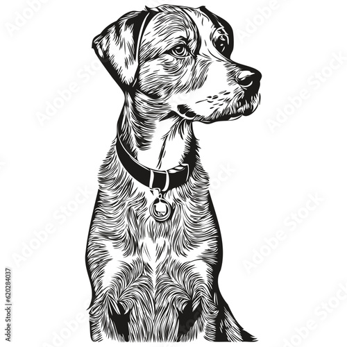 Bluetick Coonhound dog pencil hand drawing vector, outline illustration pet face logo black and white sketch drawing