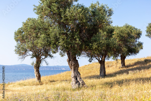 olive tree farm next to the sea photo