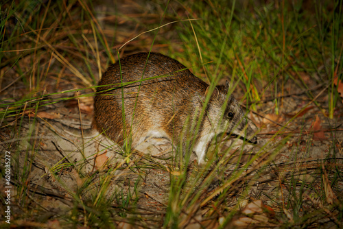 Valokuva Southern brown bandicoot - Isoodon obesulus is short-nosed nocturnal marsupial d