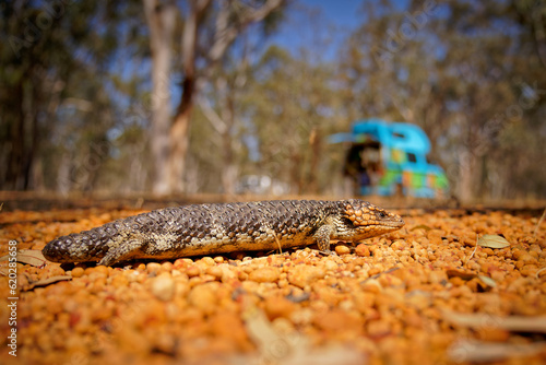Tiliqua rugosa known as Shingleback skink or Bobtail lizard or Sleepy or Pinecone lizard, short tailed slow species of Blue-tongued skink endemic to Australia, two-headed or stumpy-tailed skink photo