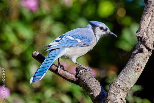 Blue Jay perched on wood