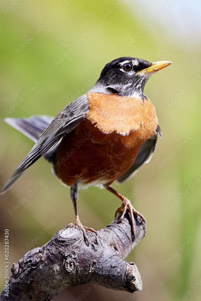 American Robin perched on a tree branch American Robin perched on a tree branch