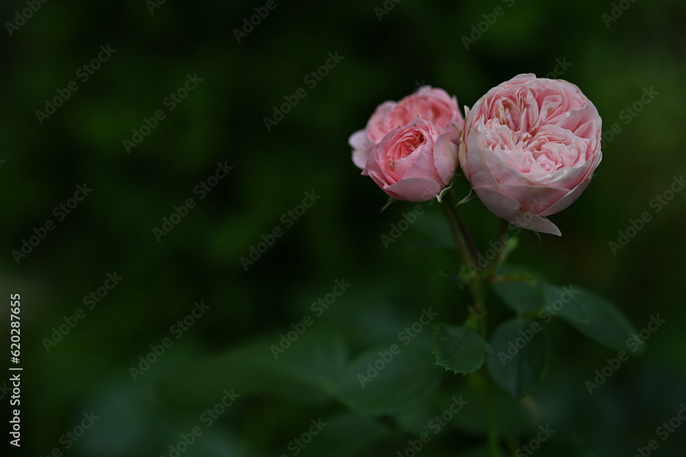 close-up of rose flowers on green background, blank space for inscription close-up of rose flowers on green background, blank space for inscription