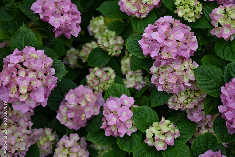 hydrangea flowers as background, hydrangea flowers blank space for inscription, mother's day poster