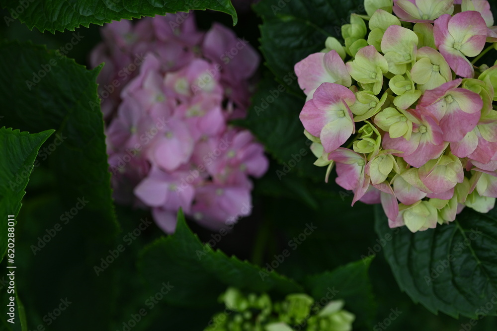hydrangea flowers as background, hydrangea flowers blank space for inscription, mother's day poster hydrangea flowers as background, hydrangea flowers blank space for inscription, mother's day poster
