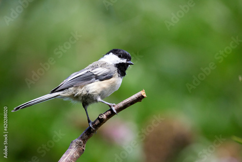 Black Capped Chickadee perched on tree