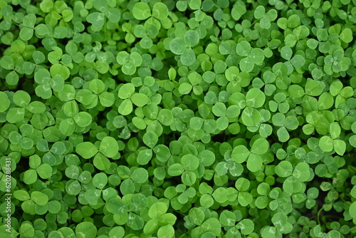 green clover leaves, close-up of clover blossom, concept of sustainable development , close-up of clover blossom, patrick's day concept, 